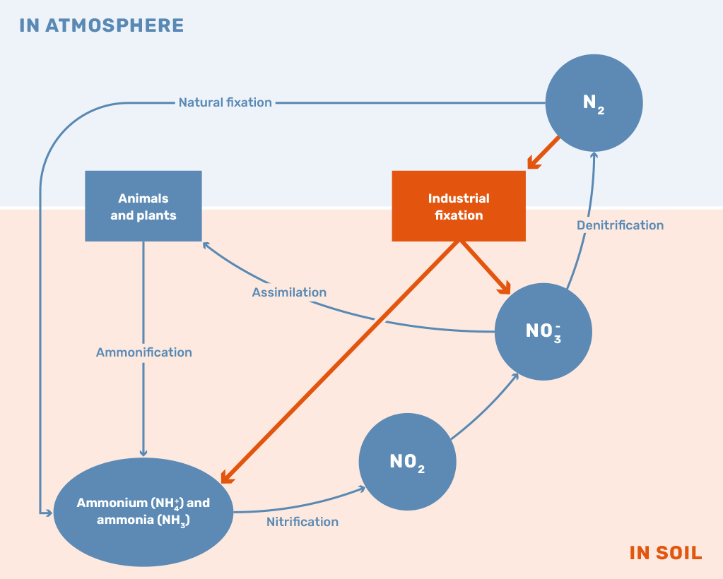 Fertilizer Nitrogen Cycle